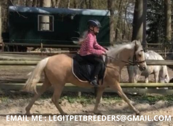 CUTE WELSH PONY  HORSE FOR SALE
