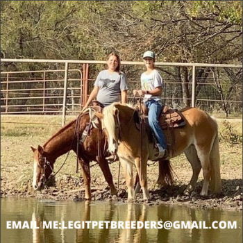 REGISTERED  HAFLINGER  MARE ARE LOOKING 