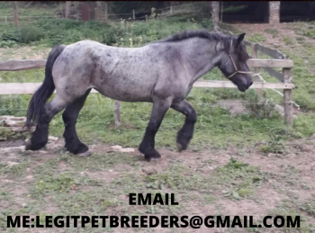 BELGIAN DRAFT MARE AVAILABLE NOW