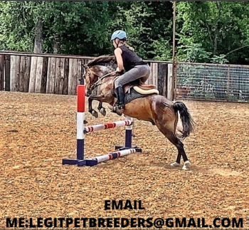 HACKNEY PONY GELDING - JUMPING AVAILABLE