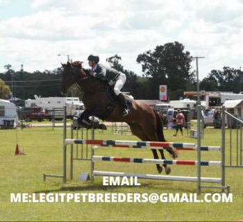STUNNING WARMBLOOD HORSE ARE READY FOR N