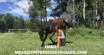 GORGEOUS TALENTED THOROUGHBREED FOR SALE