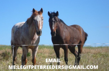 COFFIN BAY PONY FOR SALE