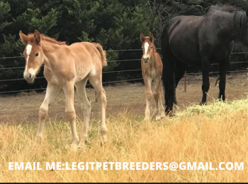 AUSTRALIAN DRAUGHT HORSE ARE LOOKING FOR