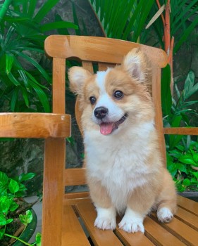 Adorable corgi puppy for sale