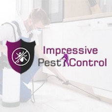 Pest Control Coorparoo