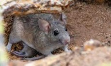 Pest Control Coorparoo