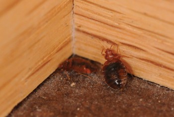 Pest Control Coorparoo