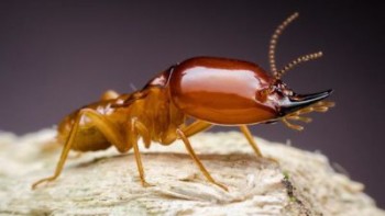Pest Control Coorparoo