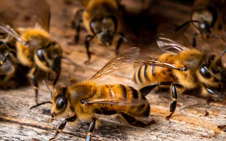 Pest Control Coorparoo