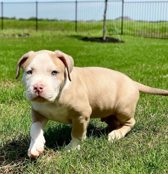 Adorable outstanding PITBULL puppies