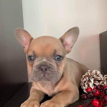 Adorable French bulldogs puppies