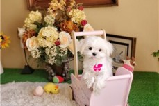 very lovable and sweet Maltese puppies n