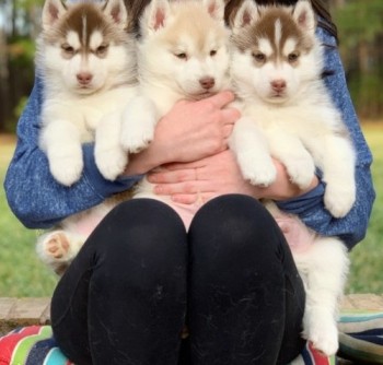 Well Trained Siberian Husky puppies avai