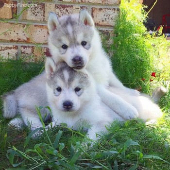 Gorgeous male and female husky puppies
