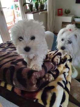 Cute Male and Female Maltese Puppies 