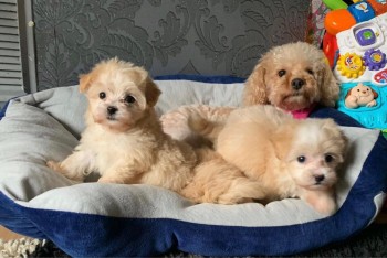 Cute Male and Female Maltese Puppies