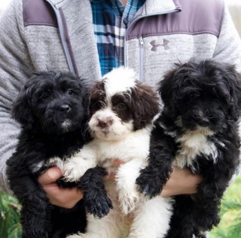 adorable portuguese water dogs 