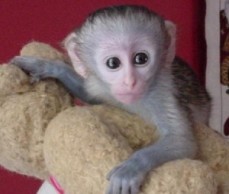 Gorgeous baby Capuchin monkeys ready now