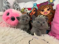 Stunning British Shorthair Blue kittens 