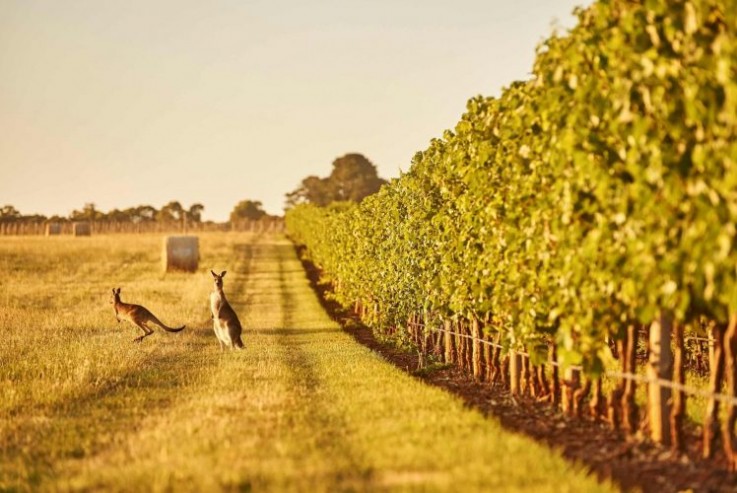 Private Wine Tour Yarra Valley