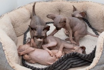  males and  females Sphynx kittens