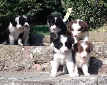 Male and Female Border Collie puppies.