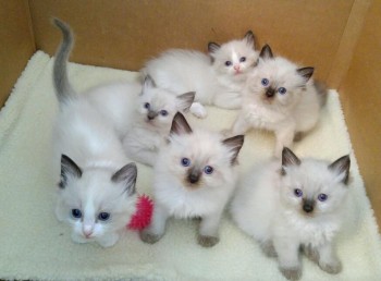 Beautiful Ragdoll Kittens Ready 