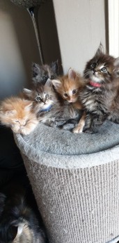 Maine coon kittens Available
