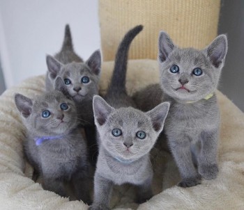 HYPOALLERGENIC RUSSIAN BLUE KITTENS