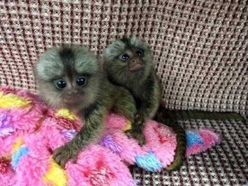 Adorable marmoset monkeys available 