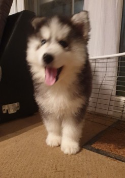 Husky Puppies for sale