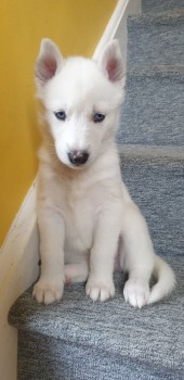 Husky Puppies for sale