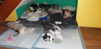 Nice Husky Puppies for sale