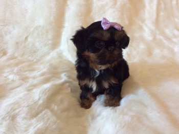 lovely shih tzu puppies for sale