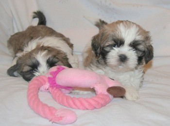 lovely shih tzu puppies for sale