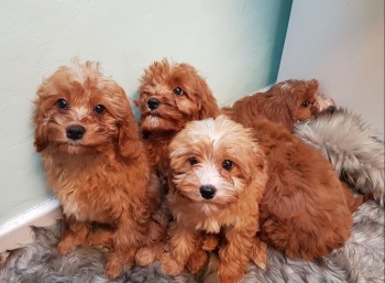 Amazing Cavapoo Puppies for rehoming