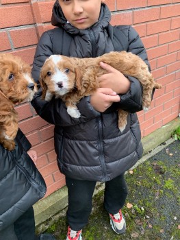 Cavapoo Puppies for rehoming