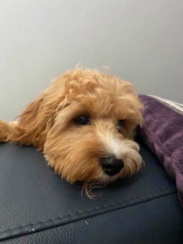 Mini 1GenB Cavoodle Puppies for Sale