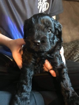  male and female cockapoo puppies