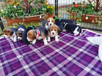 Beagle Puppies Available 