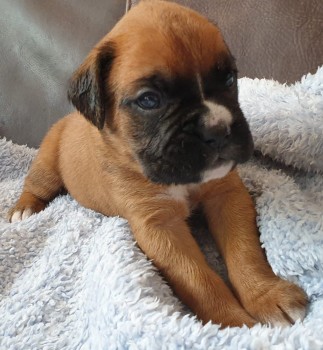 Lovely  Boxer Puppies For Sale 