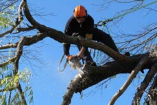 Integrity Tree Services