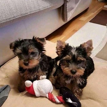 Cute Yorkie Puppies Available