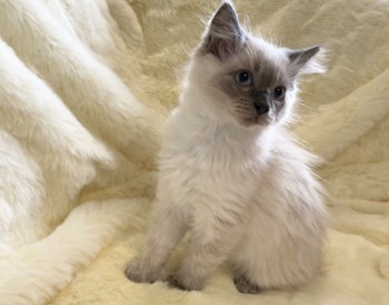 Beautiful Ragdoll Kittens Available for 