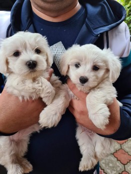 Cute Maltese puppies all ready