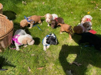 Cocker spaniel puppies for sale