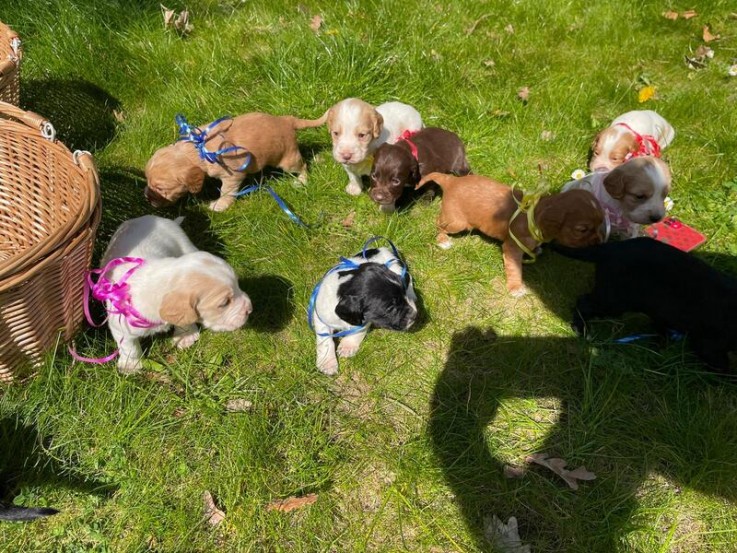 Cocker spaniel puppies for sale