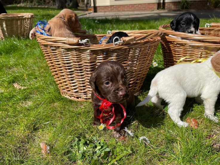 Cocker spaniel puppies for sale
