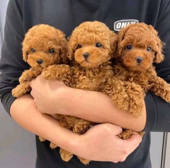 Awesome Toy Poodle puppies all ready for